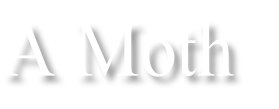 A Moth

